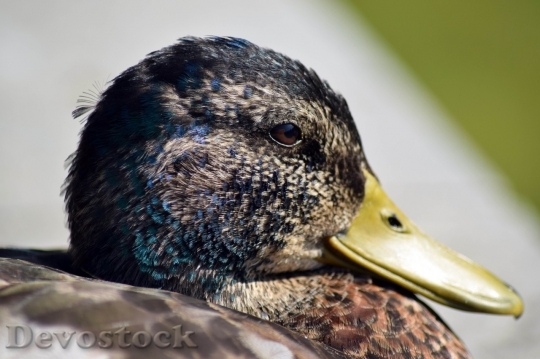Devostock Duck  (148)