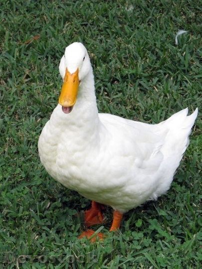 Devostock Duck  (149)