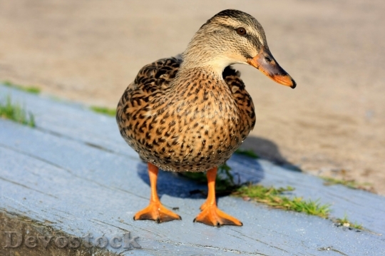 Devostock Duck  (152)