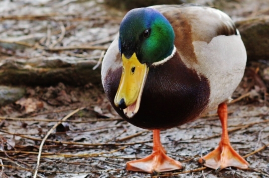 Devostock Duck  (154)