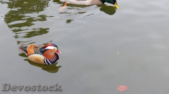 Devostock Duck  (156)