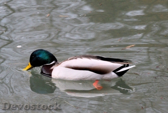 Devostock Duck  (157)