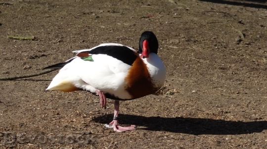 Devostock Duck  (159)