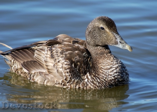 Devostock Duck  (163)