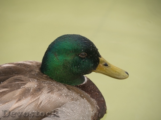 Devostock Duck  (165)