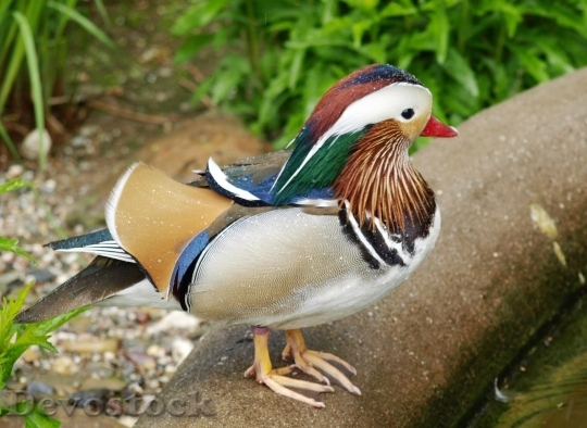 Devostock Duck  (166)