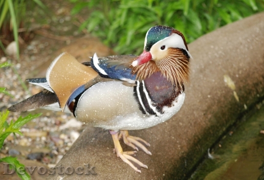 Devostock Duck  (167)