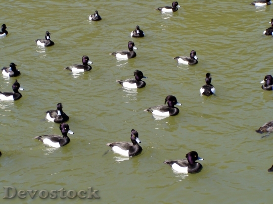 Devostock Duck  (17)