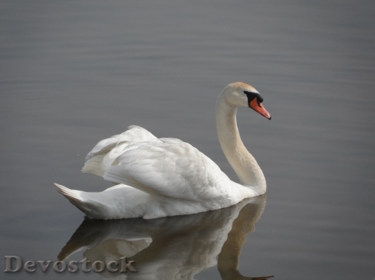 Devostock Duck  (173)