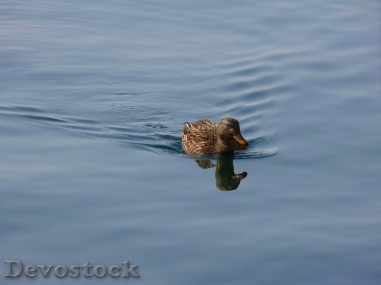 Devostock Duck  (190)