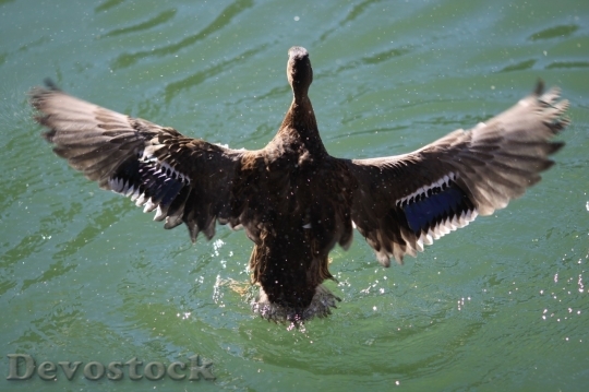 Devostock Duck  (191)