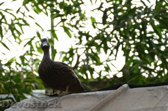 Devostock Duck  (193)