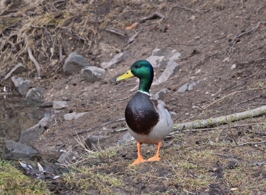 Devostock Duck  (194)