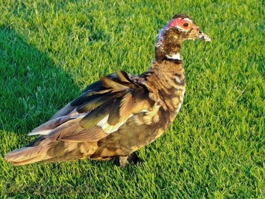 Devostock Duck  (20)