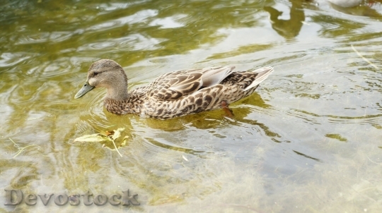 Devostock Duck  (205)