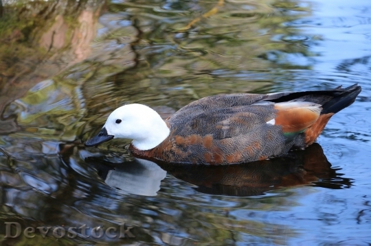Devostock Duck  (230)