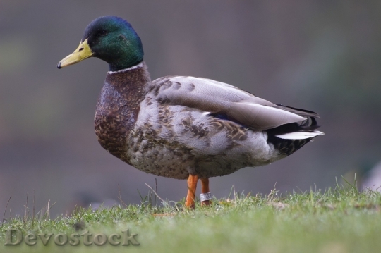 Devostock Duck  (248)