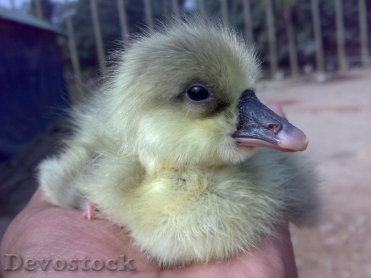 Devostock Duck  (251)