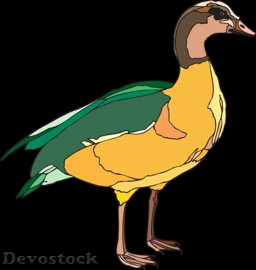 Devostock Duck  (259)