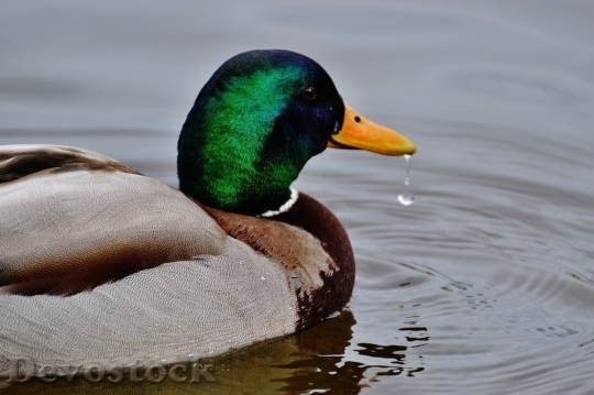 Devostock Duck  (311)