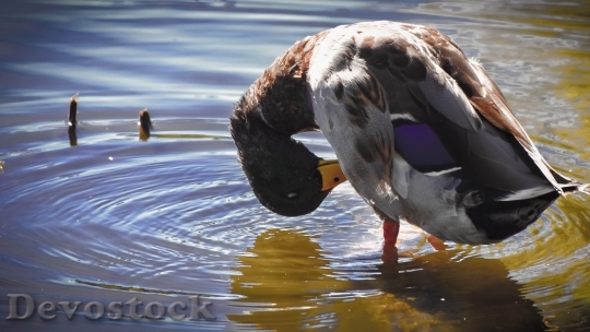 Devostock Duck  (325)