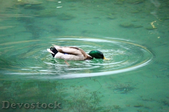 Devostock Duck  (369)