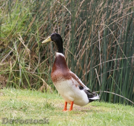 Devostock Duck  (384)