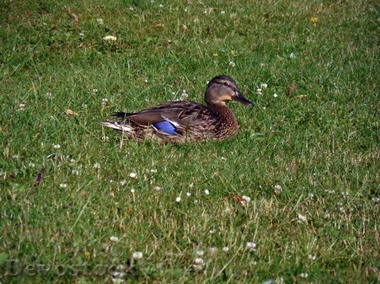 Devostock Duck  (388)