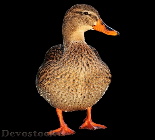 Devostock Duck  (413)