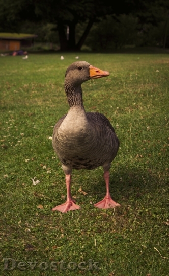 Devostock Duck  (442)
