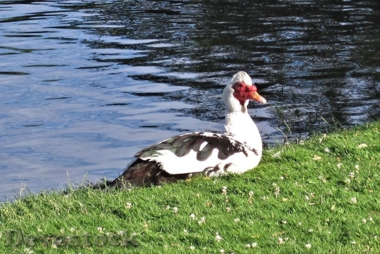 Devostock Duck  (45)