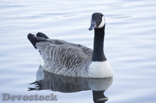 Devostock Duck  (467)