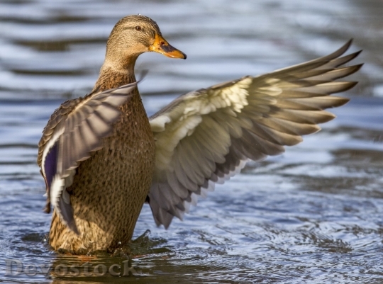 Devostock Duck  (470)
