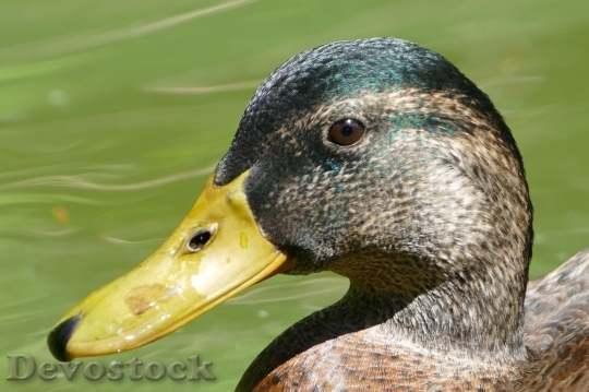 Devostock Duck  (472)