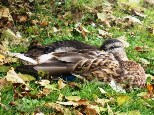 Devostock Duck  (473)