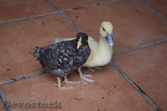 Devostock Duck  (475)