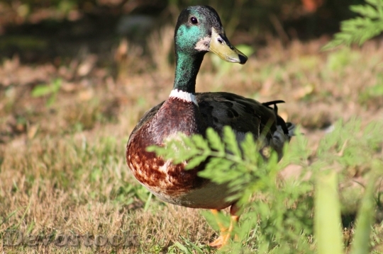 Devostock Duck  (477)
