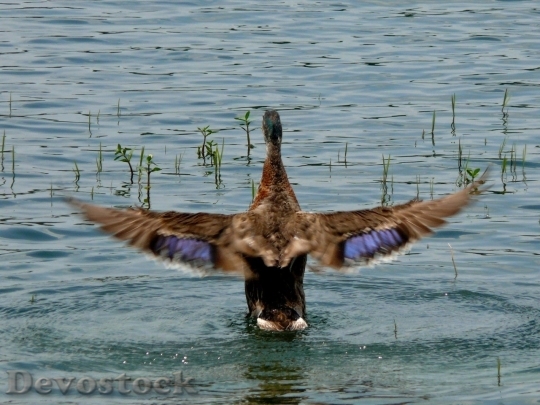 Devostock Duck  (480)