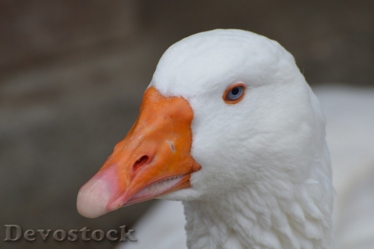 Devostock Duck  (484)