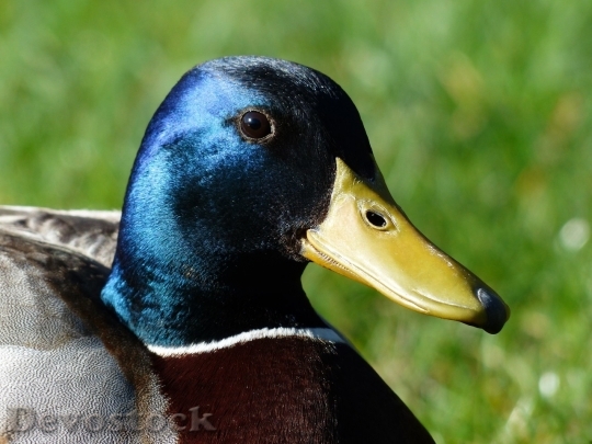 Devostock Duck  (485)
