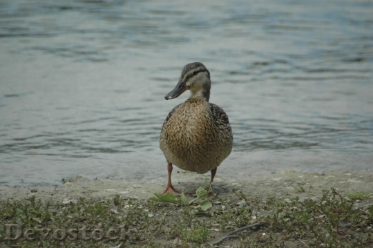 Devostock Duck  (489)