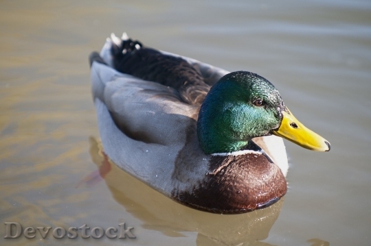 Devostock Duck  (490)