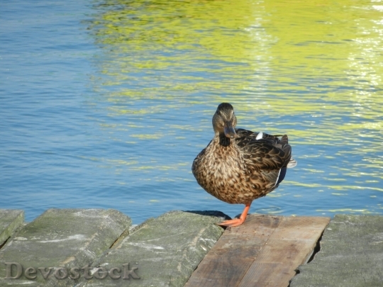 Devostock Duck  (494)