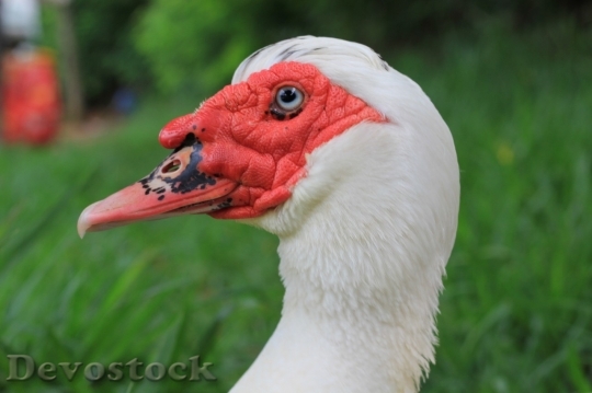 Devostock Duck  (495)