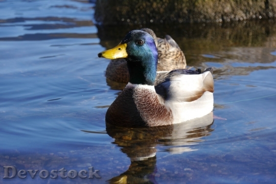 Devostock Duck  (499)