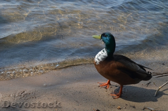 Devostock Duck  (66)