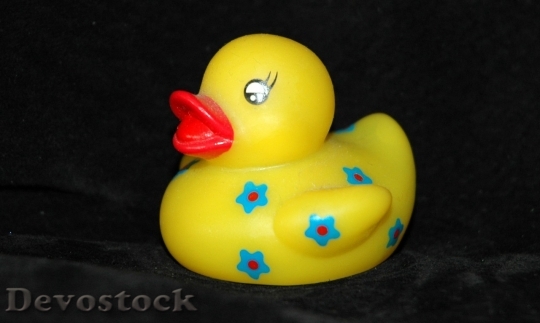 Devostock Duck  (81)