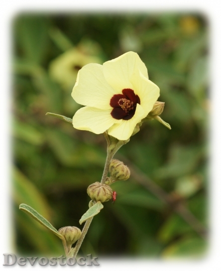 Devostock exoticflower-dsc05442-lc
