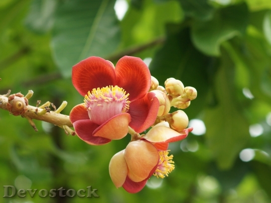 Devostock exoticflower-dsc05495-wp