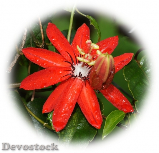Devostock exotic-flower-dsc06506-g